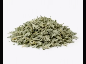 Salvia