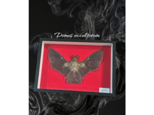 Pipistrello in elegante cornice