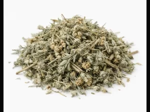 Artemisia